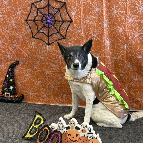 Dog enjoying a boarding stay at K9 Rox Club